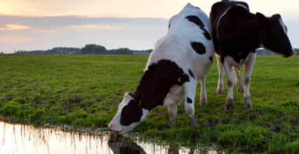 La pompe de prairie : Abreuvez vos animaux en toute simplicité !